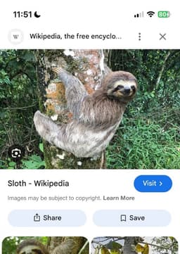 Sloth