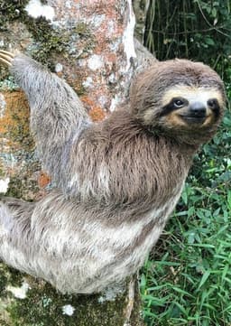 Sloth