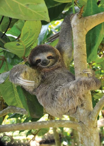 Sloth (Generic)