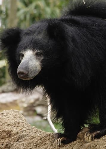Sloth bear