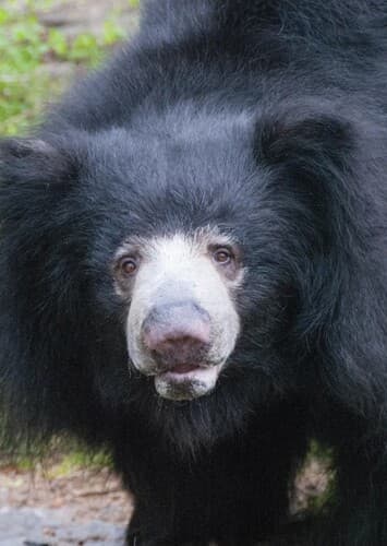 Sloth bear