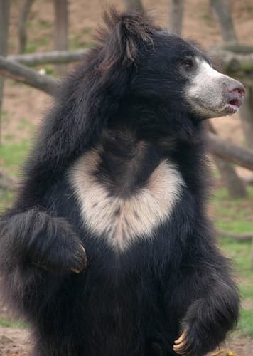 Sloth Bear
