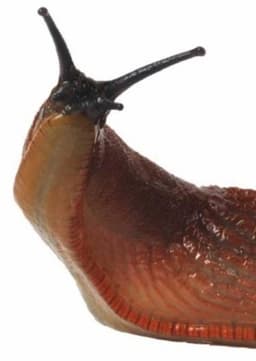 Slugs