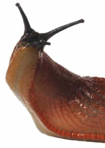 Slugs