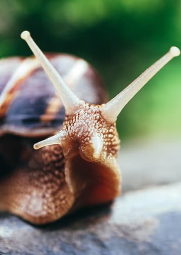 Snail