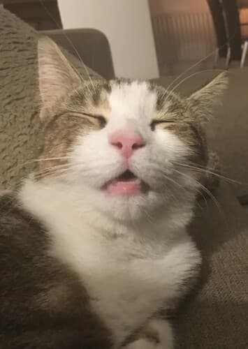 Sneezy Cat