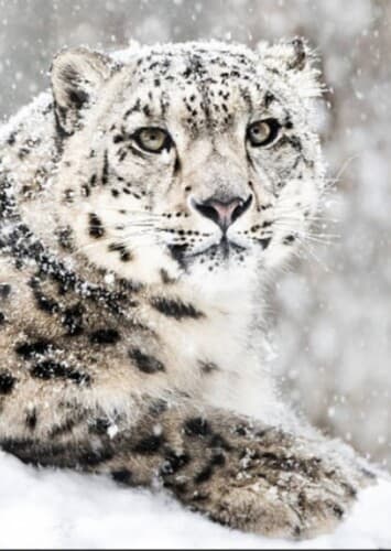 Snow Leopard