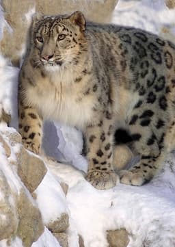 Snow Leopard