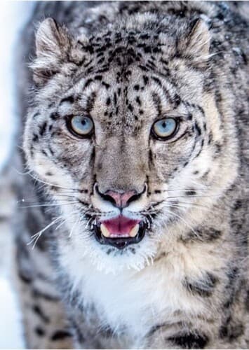 Snow Leopard