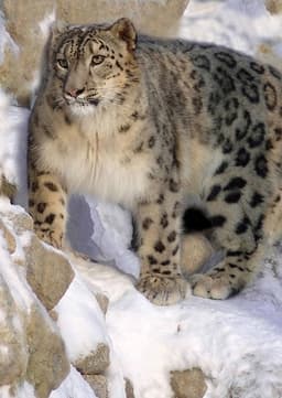 Snow Leopard