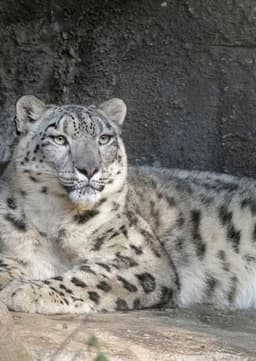 Snow Leopard