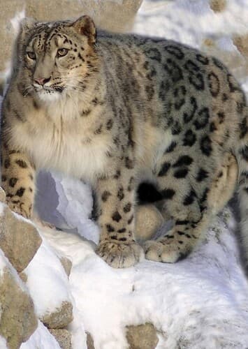 Snow Leopard