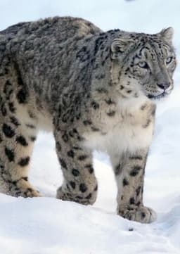Snow Leopard