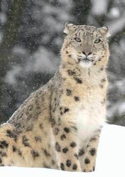 Snow Leopard