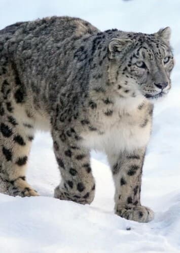 Snow Leopard