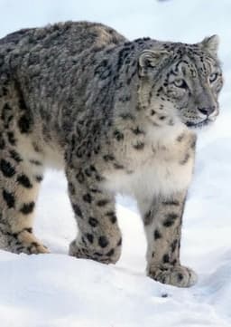 Snow Leopard