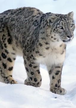 Snow Leopard