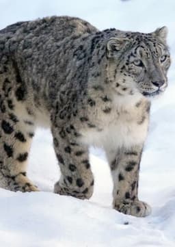 Snow Leopard