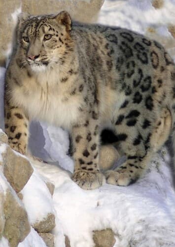 Snow Leopard