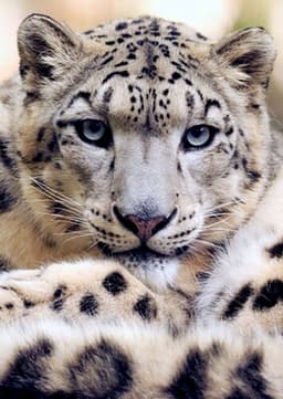 Snow Leopard