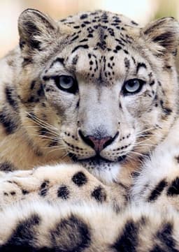 Snow Leopard
