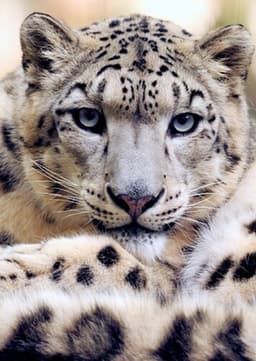 Snow Leopard