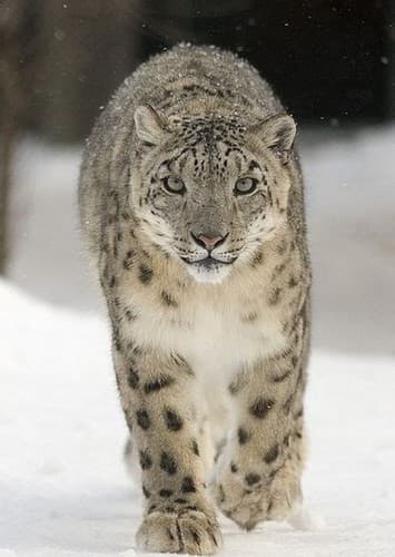 Snow Leopard