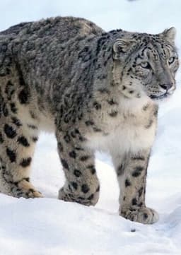Snow Leopard