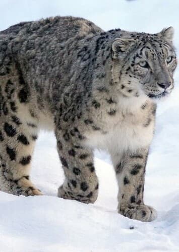 Snow Leopard