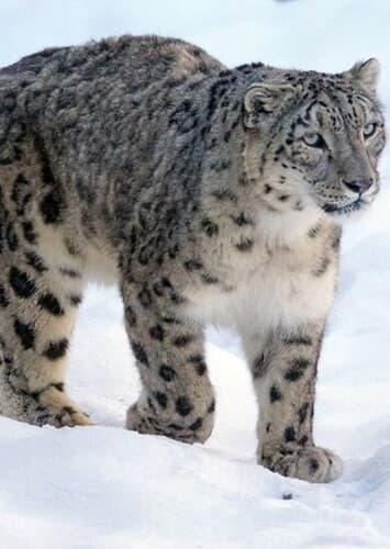 Snow Leopard