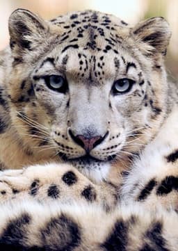 Snow Leopard