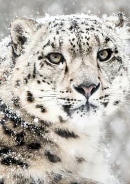 Snow Leopard