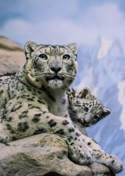 Snow Leopard