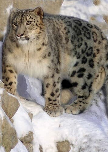 Snow Leopard