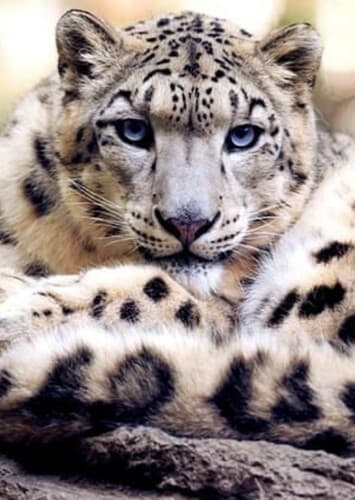 Snow Leopard