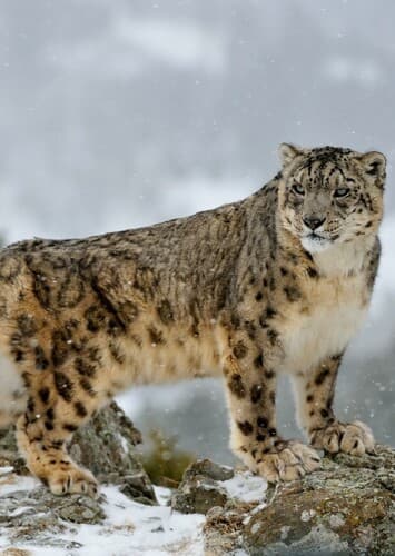 Snow Leopard
