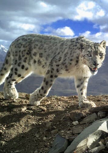 Snow Leopard