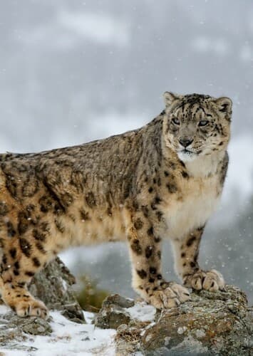 Snow Leopard