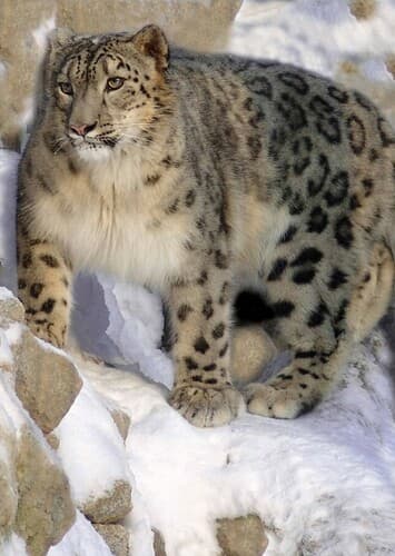 Snow Leopard