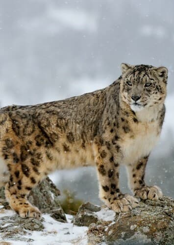 Snow Leopard