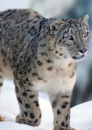 Snow Leopard