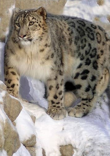 Snow Leopard
