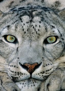 Snow Leopard
