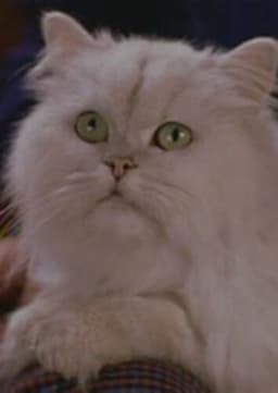 Snowbell