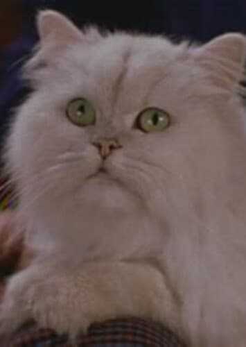 Snowbell