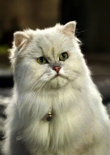 Snowbell