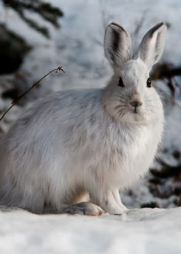 Snowshoe Hare