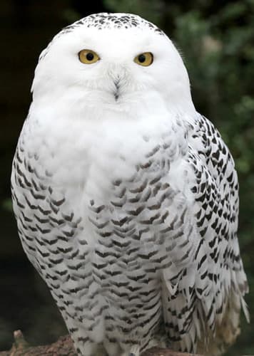 Snowy Owl