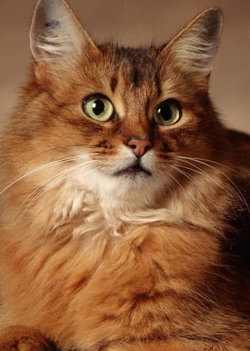 Somali Cat