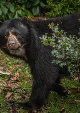 Spectacled Bear